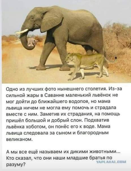 Однс из лучших Фото нынешнего столетия Изза сильной жары и Саваиие маленький львёкок не мог дойти до ближайшего водолея но мама львица ничем не могла ему помочь и страдала вместе мим Заметив их страдания на помощь пришёл большой и добрый слон Поднятие львёика хоботом он понёс его к воде Мама львица следовала за сыном и благородным великаном А мы все ещё называем их дикими животными Кто сказал что 