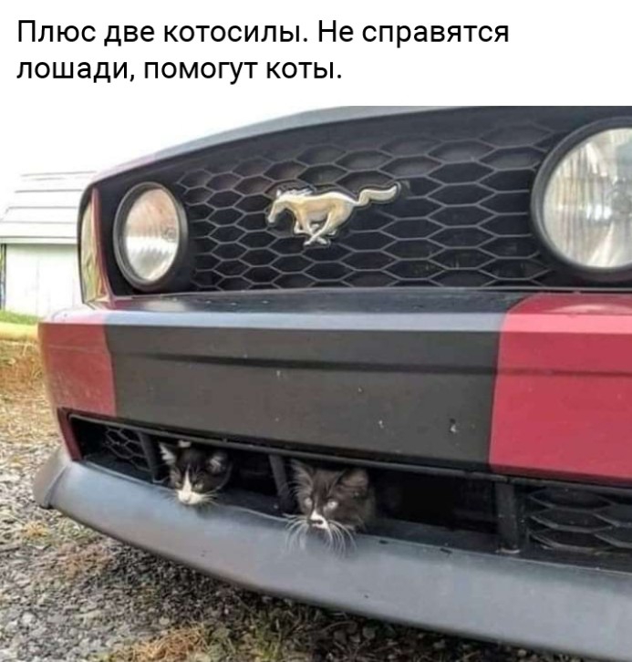 Плюс две котосилы Не справятся лошади помогут коты