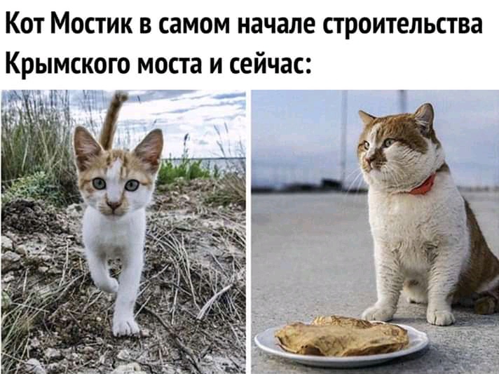 КОТ МОСТИК В самом начале СТ роительства