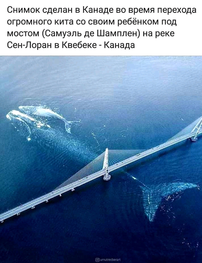 Снимок сделан в Канаде во время перехода огромного кита со своим ребёнком под мостом Самуэль де Шамплен на реке СенЛоран в Квебеке Канада