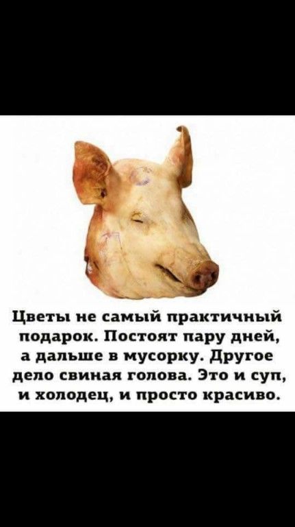 Цветы не самый практичный подарок Постол г пару дней а дальше в иусорку другое дело свиная голова Это и суп и холодец и просто красиво