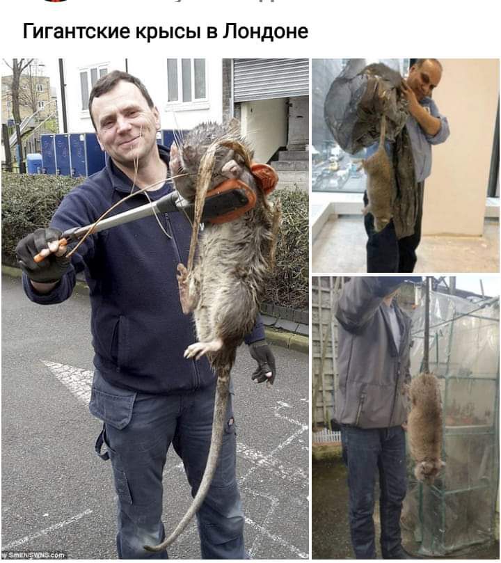 Гигантские крысы в Лондоне