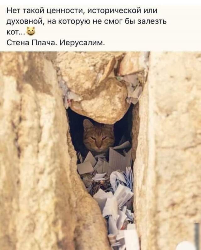 Нет такой ценности исторической или духовной на которую не смог бы залезть кот 5 Стена Плача Иерусалим