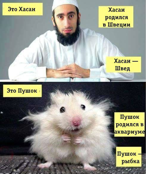 Это Хасан Хасан родился в Швеции Хасан г Швед Пушок родился в