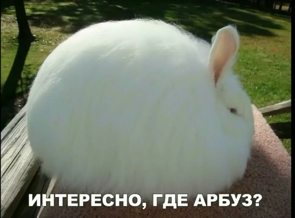 ИНТЕРЕСНО ГДЕ АРБУЗ