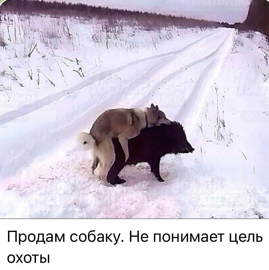Продам собаку Не понимает цель охотЫ