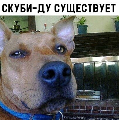 СКУБИ ДУ СУЩЕСТВУЕТ