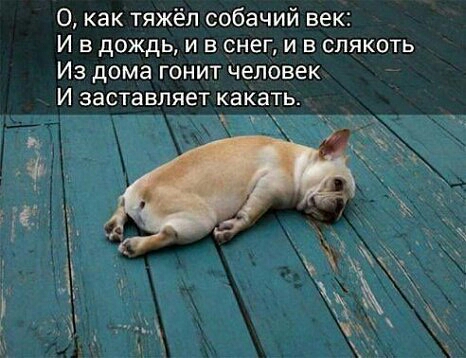 О как тяжёп собачий век И в дождь и в снег и в слякоть Из дома гонит человек И заставляет какать