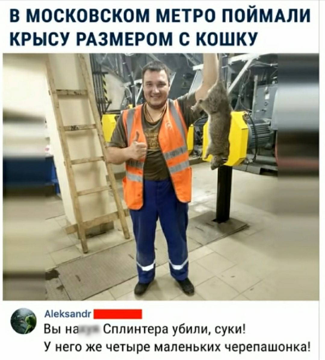 В МОСКОВСКОМ МЕТРО ПОЙМАЛИ _КРЫСУ РАЗМЕРОМ С КОШКУ _ АеКапаг Вы на Сплинтера убили суки У него же четыре маленьких черепашонка