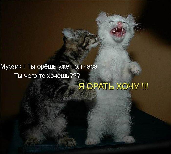 Мурзик Ты орёщь уже Ты чего то хоч