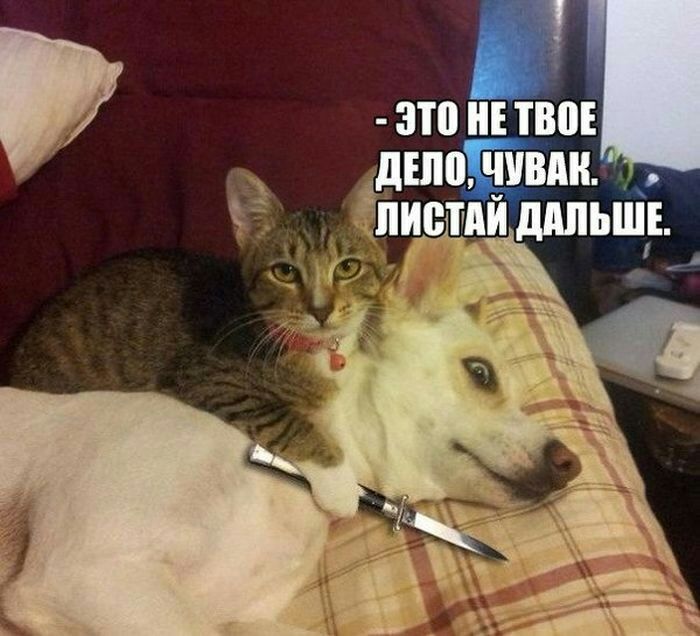 это тіш дшоПвдн пиетдй дппьшг