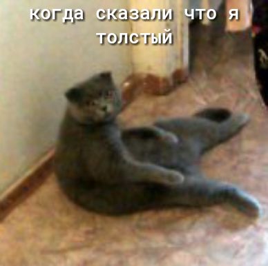 могли сказали шт гэг