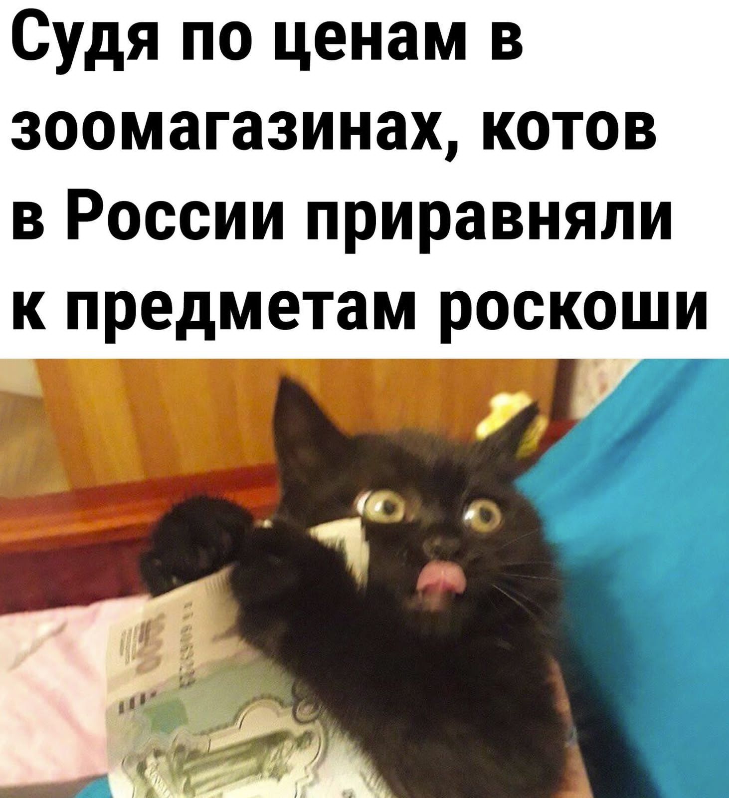 Судя по ценам в зоомагазинах котов в России приравняли к предметам роскоши