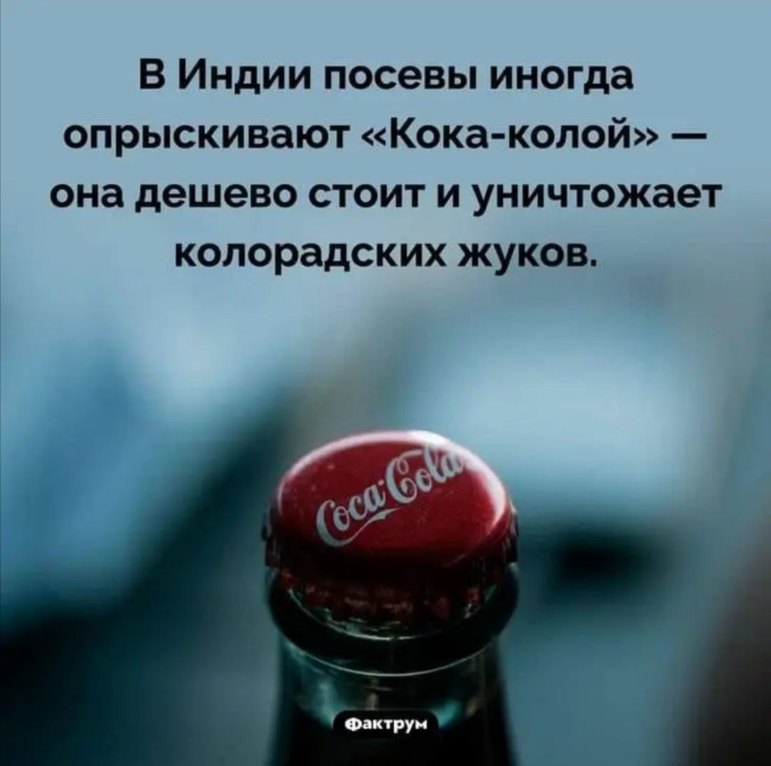 В Индии посевы иногда опрыскивают Кока копой она дешево стоит и уничтожает колорадских жуков