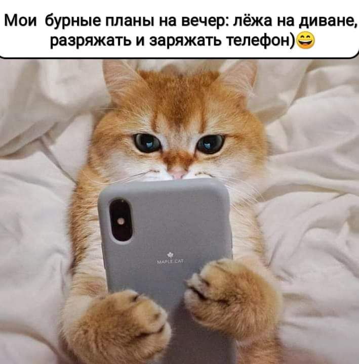 Мои бурные планы на вечер лёжа на диване разряжать и заряжать телефон