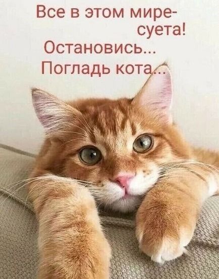 Все в этом мире суета Остановись Погладь КОТЭС
