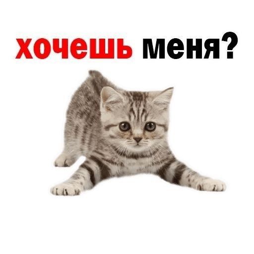 хочешь меня