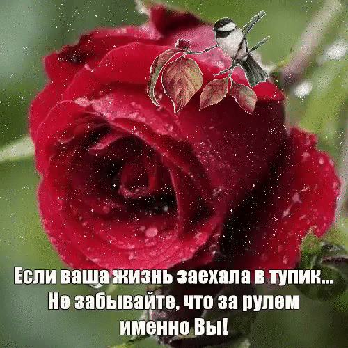 пи фаты аехапа в піпии _ ие забывать что за штвм Вы