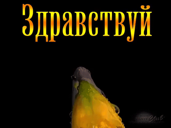 Здравствуй Йіі