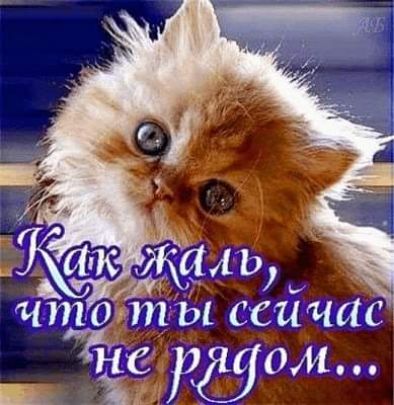 Спмк Жаль _ чтопп ы сеичас _ ЁЪР890м
