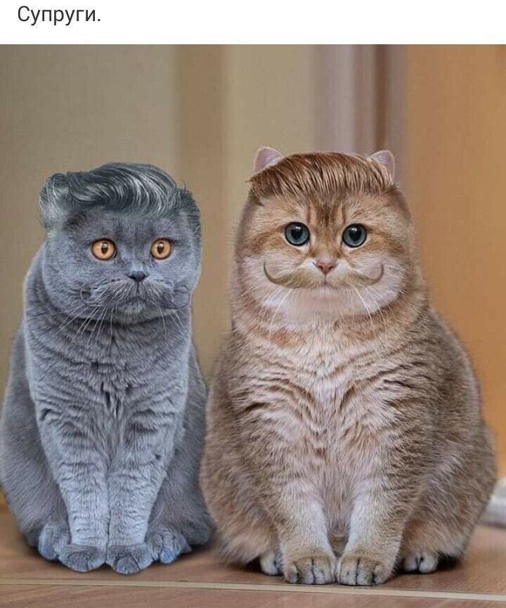 Супруги.