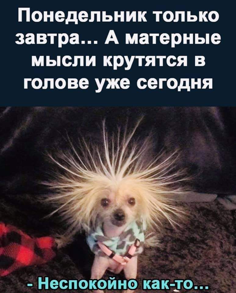 Понедельник только завтра А матерные мысли крутятся в голове уже сегодня