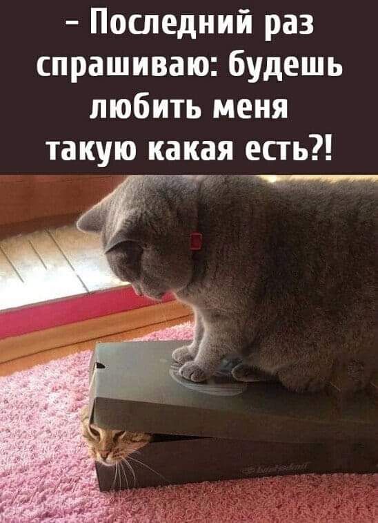 Последний раз спрашиваю будешь любить меня такую какая есть