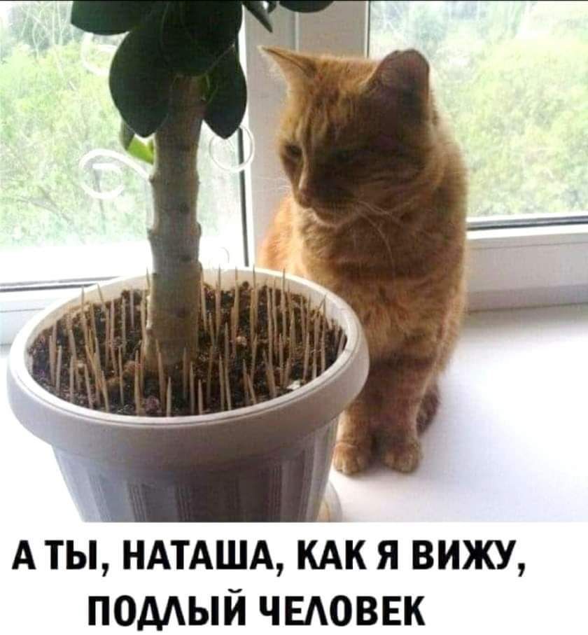 А ты НАТАША кАк я вижу помый чыюввк