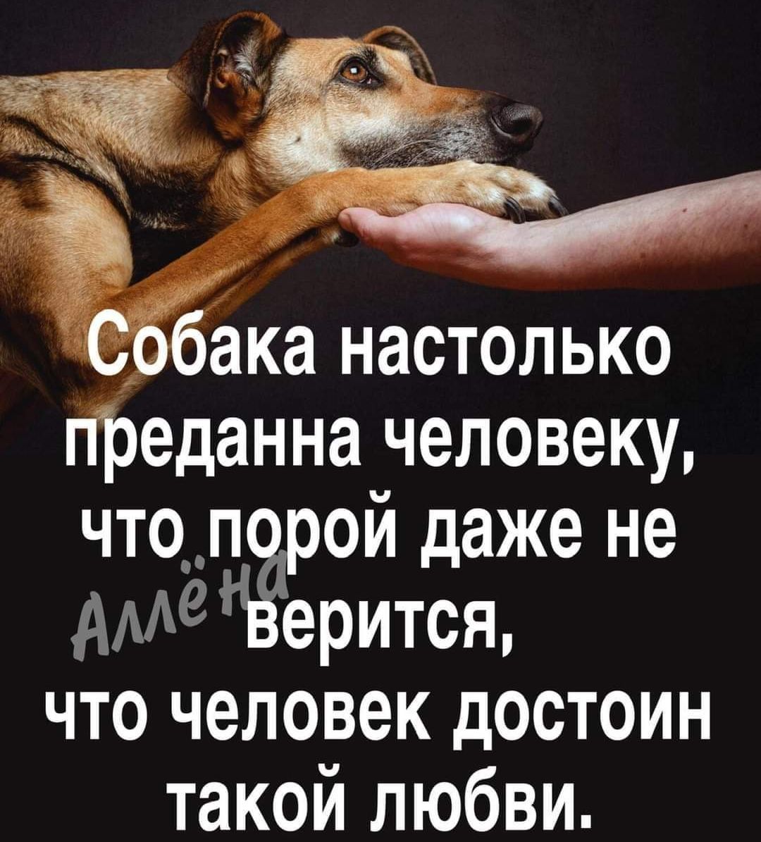 бака настолько преданна человеку чтоп рой даже не АМЗ ерится что человек достоин такой любви