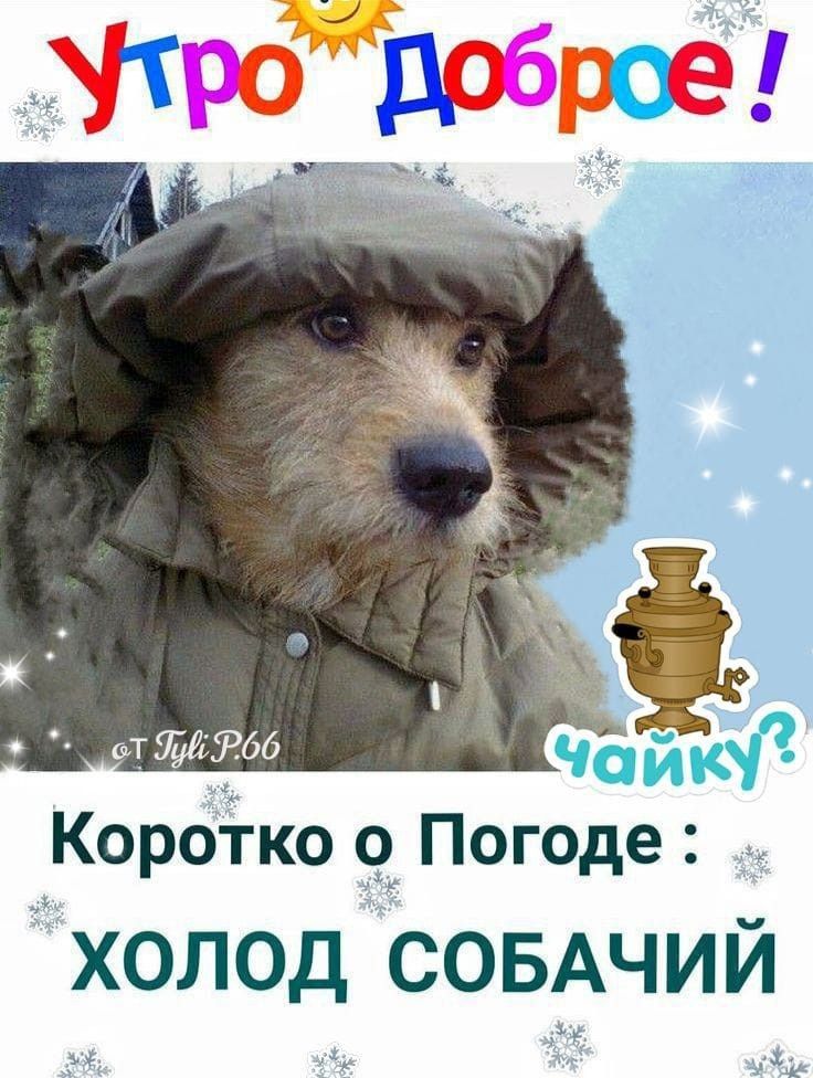 КорОіко Погоде холод СОБАЧИЙ