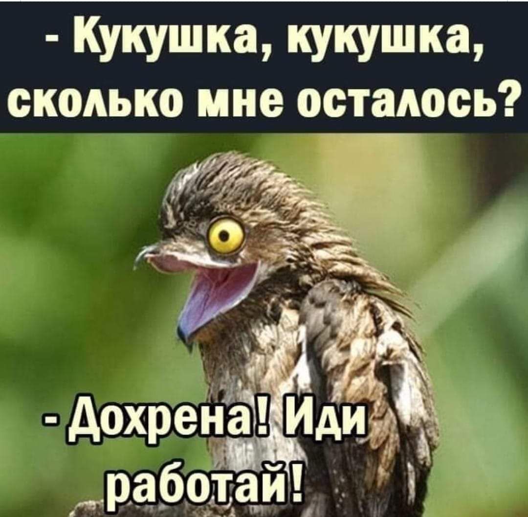 Кукушка кукушка сколько мне осталось