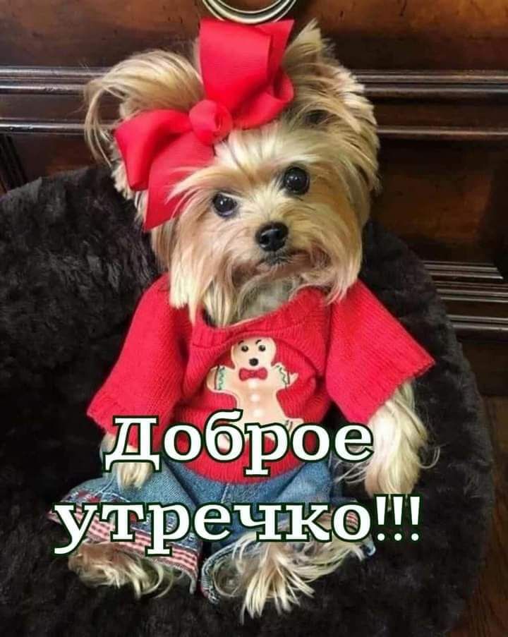 дог 09
