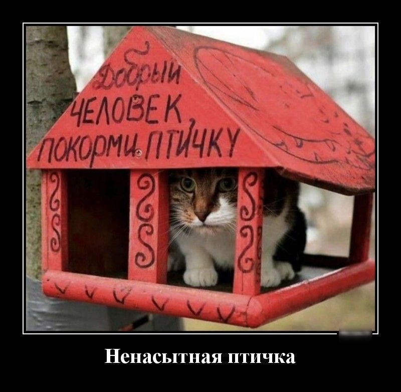 Ненасытная птичка