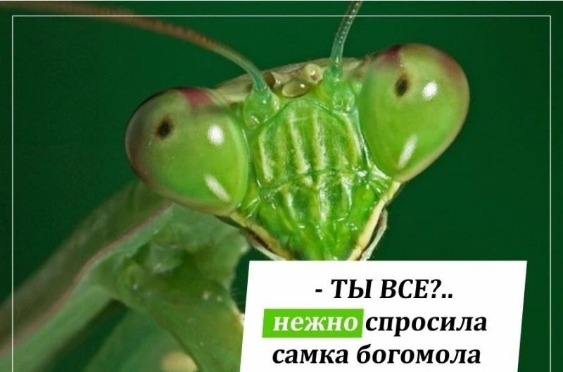 СПРОСИЛЗ ТЫ ВСЕ самка богомола