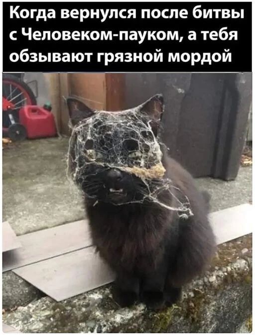 Когда вернулся после битвы Чеповеком пауком а тебя обзывают грязной мордой