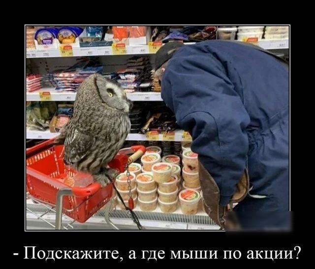 Подскажите где мыши по акции