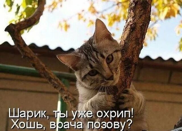 ШарикдЁ уЁ59хрип Хошьв Ёача позову