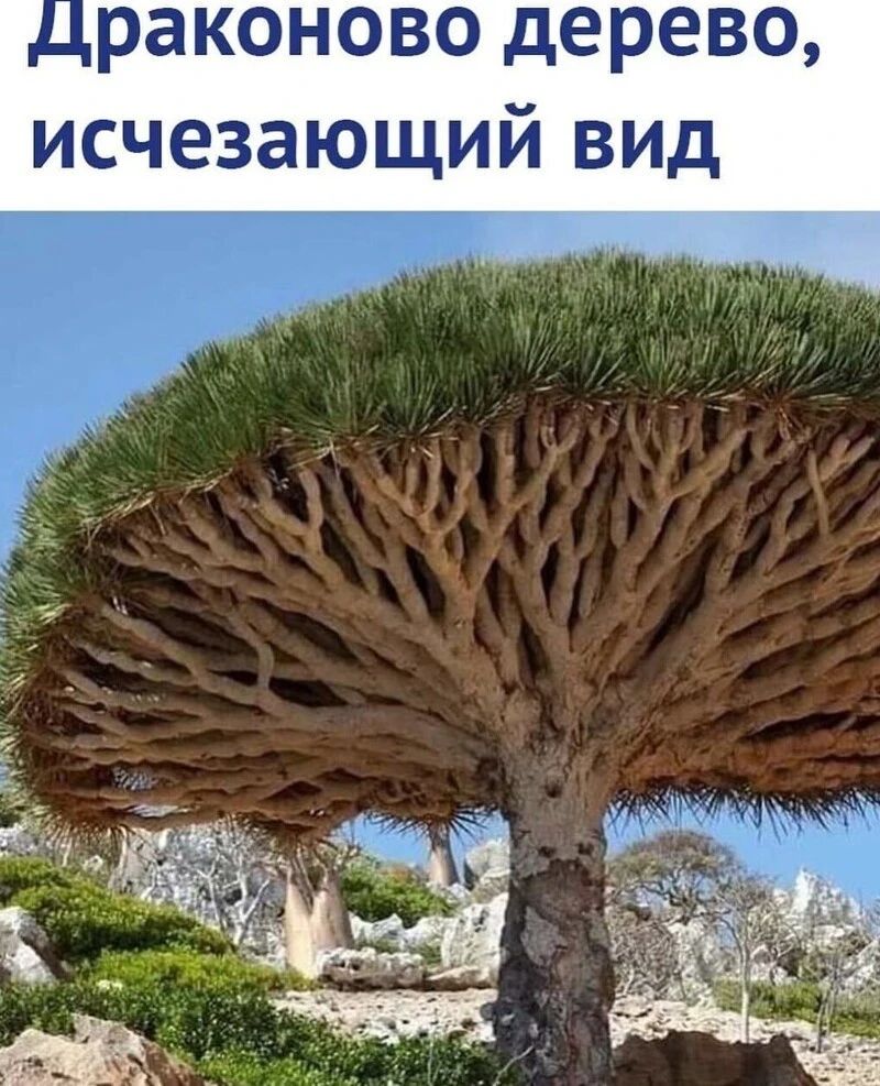 раконово дерево исчезающий вид