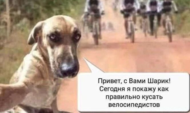 Привет с Вами Шарик Сегодня я покажу как правильно кусать ВЕПОСИ ПЕДИСТОВ