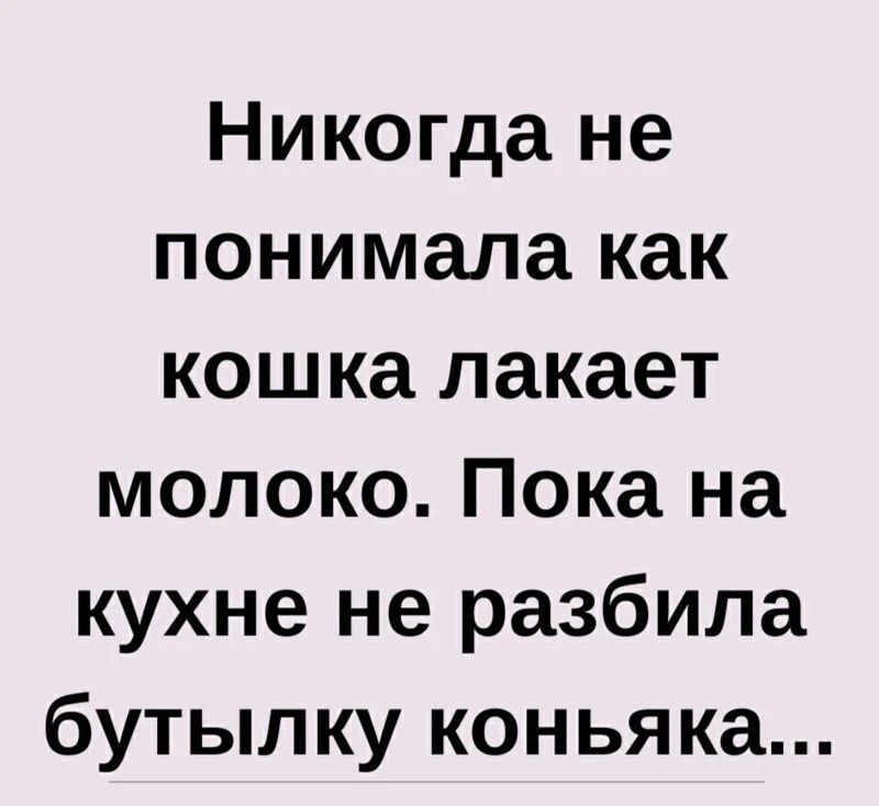 Никогда не понимала как кошка лакает молоко Пока на кухне не разбила бутылку коньяка