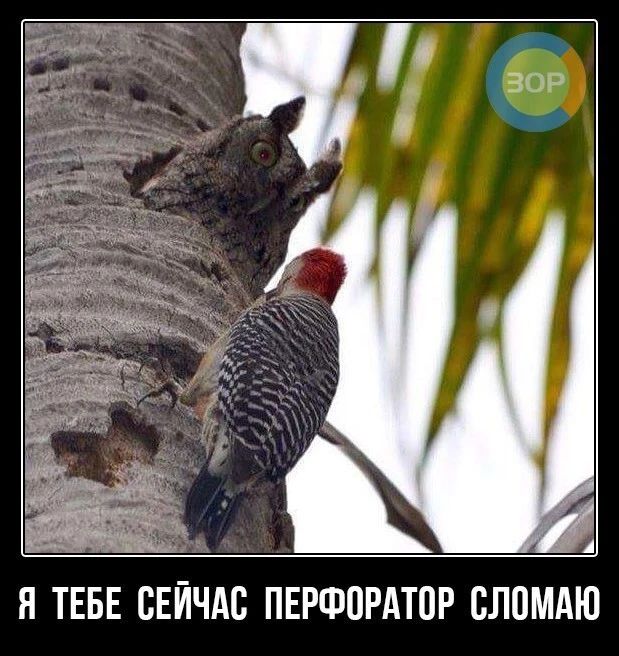 Я ТЕБЕ СЕЙЧАС ПЕРФ0РАТ0Р 0Л0МАЮ