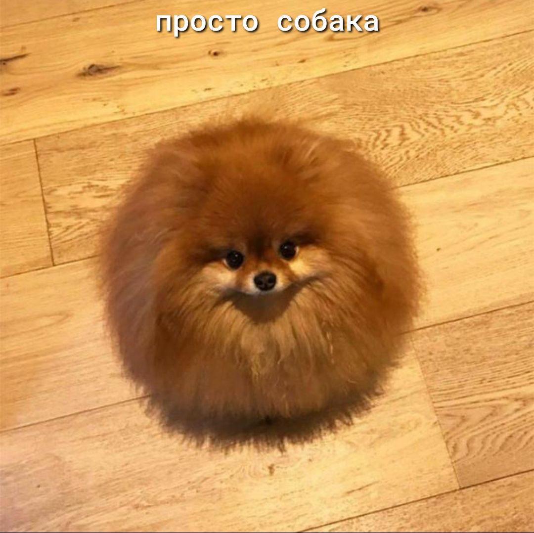 просто собака