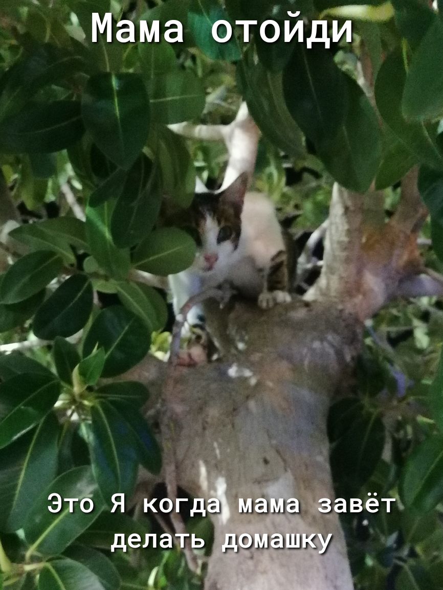 Ё Мёілачотйди ЪЁ