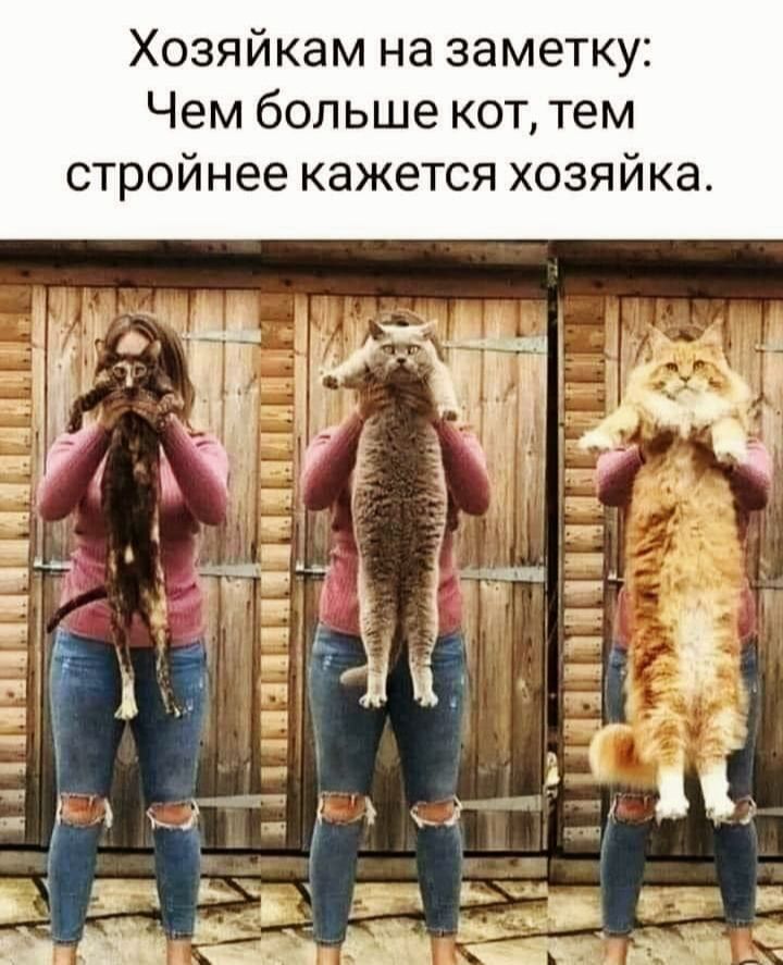 Хозяйкам на заметку Чем больше кот тем стройнее кажется хозяйка