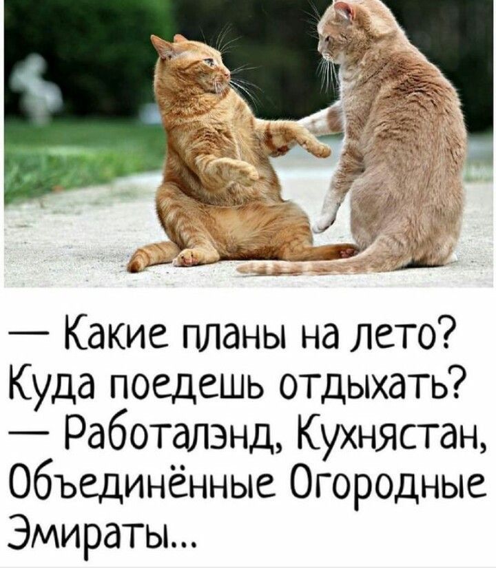 — Какие планы на лето? Куда поедешь отдыхать? — Работалэнд, Кухнястан, Объединённые Огородные Эмираты...