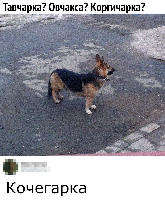 Тавчарка_0вчакса Коргичарка Кочегарка