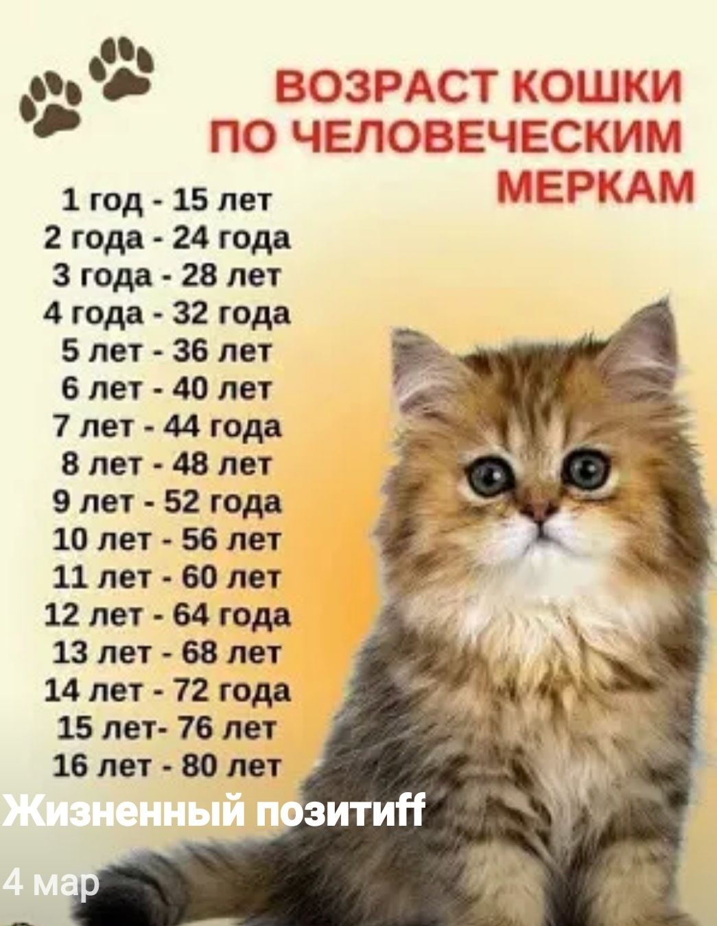 Таблица кошек по возрасту. Возраст кошки по человеческим меркам. Кошачьи года. Возраст. Возраст по кошачьи.