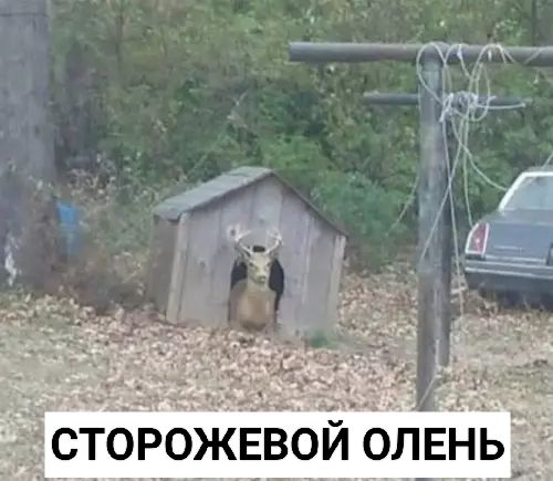 ТОРОЖЕВОЙ ОЛЕНЬ