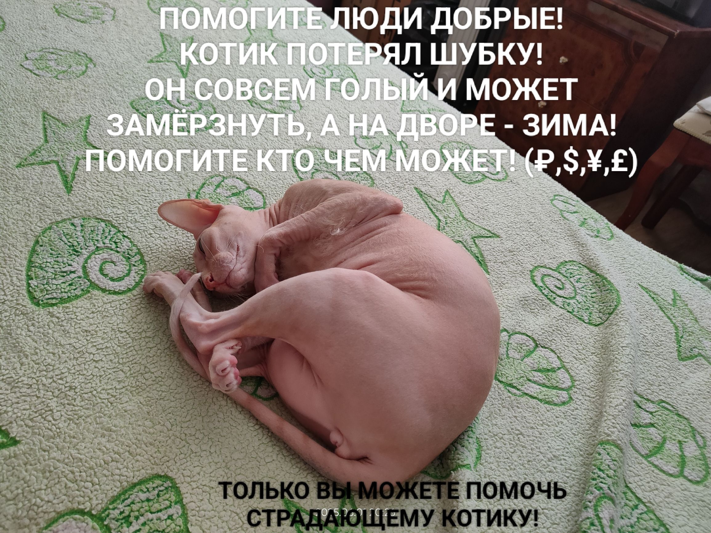 ПОМОГИТЕ ЛЮДИ ДОБРЫЕ! КОТИК ПОТЕРЯЛ ШУБКУ! ОН СОВСЕМ ГОЛЫЙ И МОЖЕТ ЗАМЕРЗНУТЬ, А НА ДВОРЕ - ЗИМА! ПОМОГИТЕ КТО ЧЕМ МОЖЕТ! (P, $, ¥, £) ТОЛЬКО ВЫ МОЖЕТЕ ПОМОЧЬ СТРАДАЮЩЕМУ КОТИКУ!