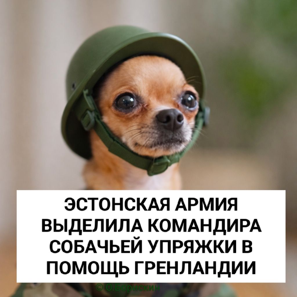 ЭСТОНСКАЯ АРМИЯ ВЫДЕЛИЛА КОМАНДИРА СОБАЧЬЕЙ УПРЯЖКИ В ПОМОЩЬ ГРЕНЛАНДИИ